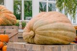 a light orange and tan giant pumpkin on a wooden crate