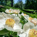 white and yellow flowers