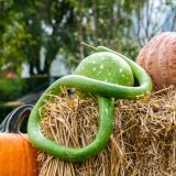 green and white speckled gourd with a long curled neck and a round base