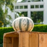 small white pumpkin with green vertical stripes sitting on a wooden crate