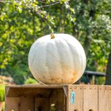 white round pumpkin sitting on a wooden crate