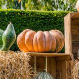 flat orange pumpkin with deep and irregular ridges perched on a wooden crate