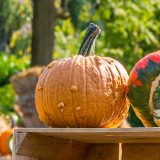 small brown orange pumpkin with warts and a dark green stem