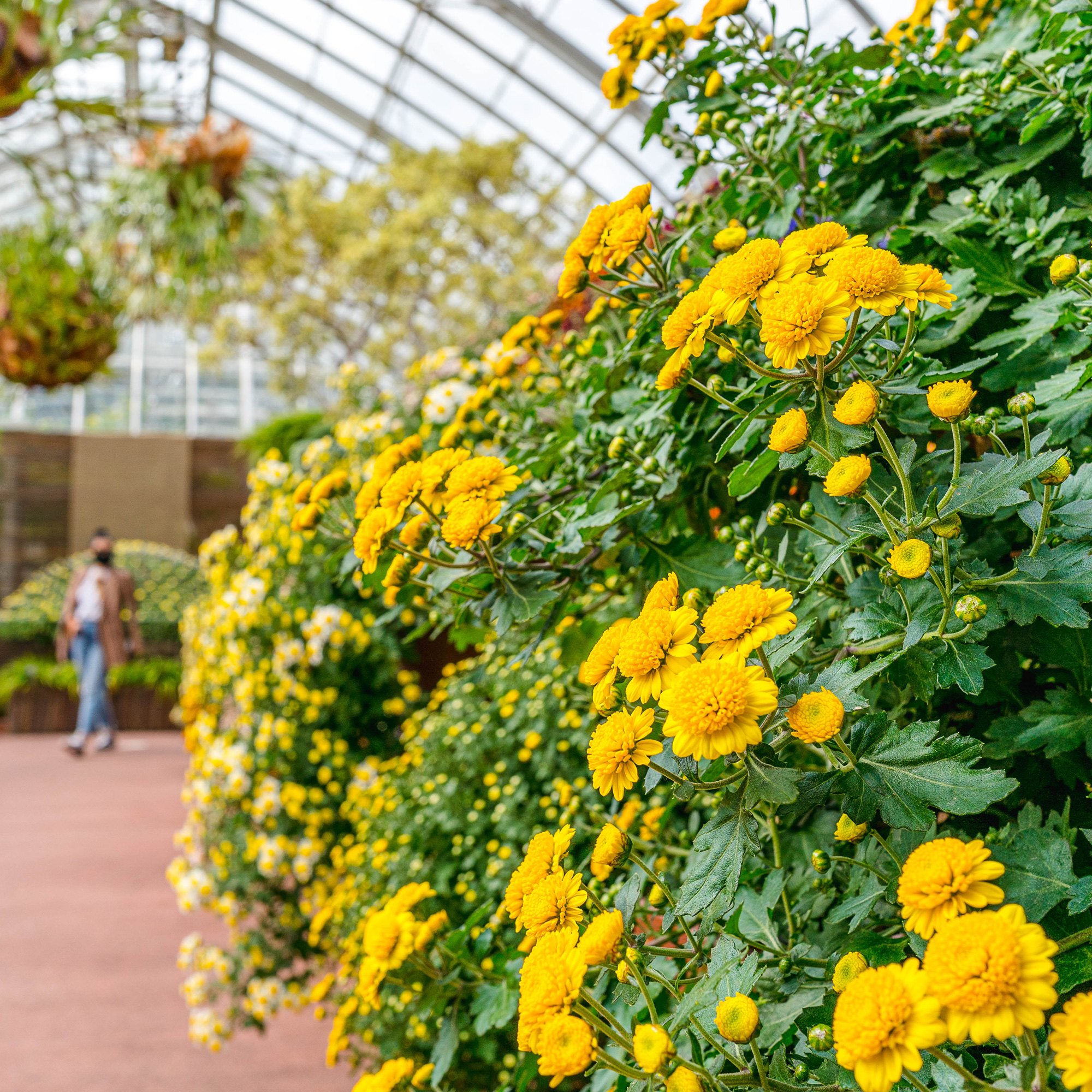 Photo of yellow kiku in the Conservatory