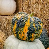 orange pumpkin withdark green warts and speckles