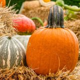 orange pumpkin with thick dark green stem