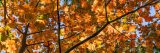 An outstretched tree branch coated in golden fall leaves