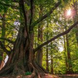 A gnarled old tree in a forest