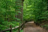 A wide forest trail, covered in fallen brown leaves, winds through the woods, surrounded on either side by rich green summer foliage, with a prominent, large-trunked tree to the left