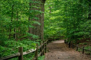A wide forest trail, covered in fallen brown leaves, winds through the woods, surrounded on either side by rich green summer foliage, with a prominent, large-trunked tree to the left