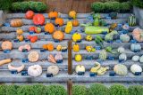 Different shaped and sized pumpkins arranged in a rainbow on concrete stairs