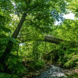 A bridge arcs over a small stream in a densely wooded forest.