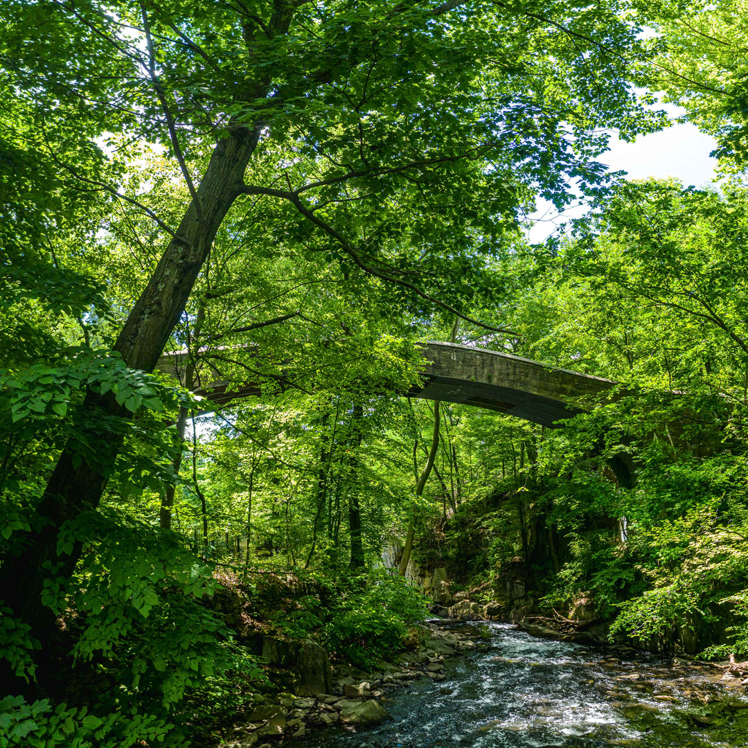 Forest Bathing New York Botanical Garden