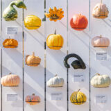 An arrangement of orange, yellow, and green gourds and pumpkins mounted on a white wooden wall