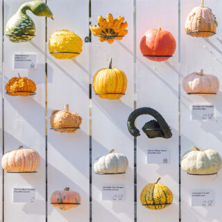 An arrangement of orange, yellow, and green gourds and pumpkins mounted on a white wooden wall