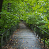 a pathway in the forest with leaves on the path