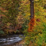 A river cuts through a thicket of trees in fall.