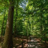 A low wooden fence wraps around a forest path in spring