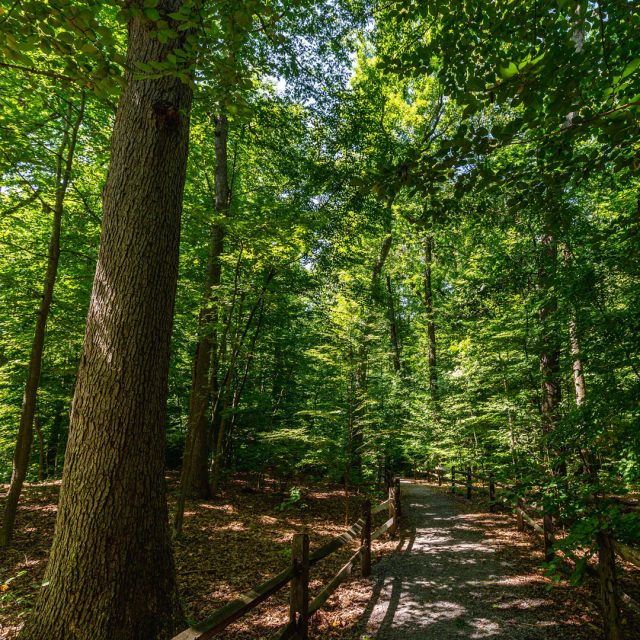 Forest Bathing | New York Botanical Garden