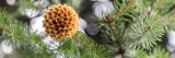 Pine cones in the winter