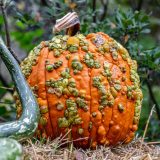 orange pumpkin with green and orange warts