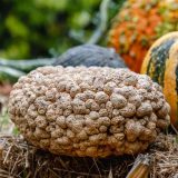 pumpkin covered in peanut shaped warts