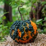 small orange pumpkin with black warts