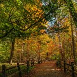 A fence-lined pathway cuts through a forest in fall.
