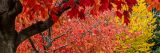 trees with red and yellow autumn leaves