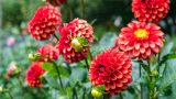 Photo of red dahlias