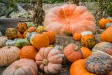 pumpkins of different shades of orange and textures