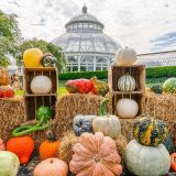 A variety of pumpkins and gourds arranged on straw bales and wooden boxes in front of the Enid A. Haupt Conservatory's dome on a slightly cloudy day.