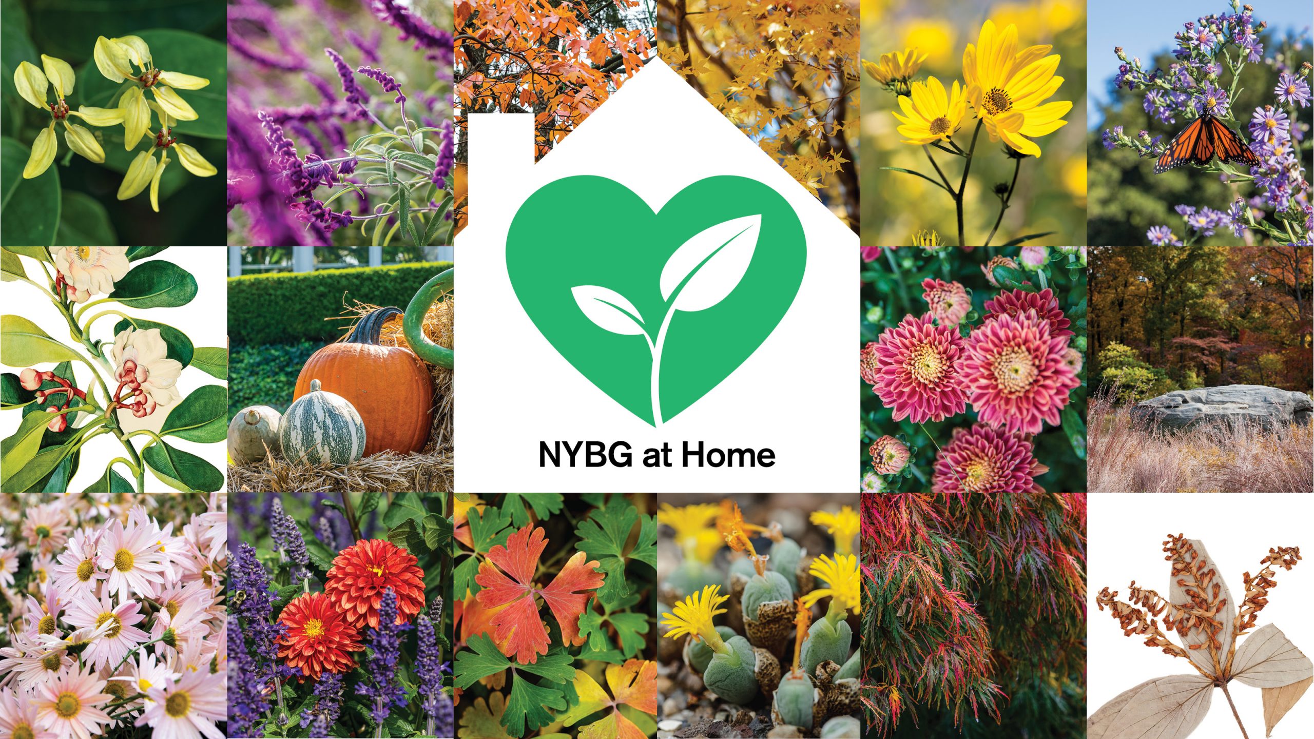 Collage of colorful plant and flower images in squares with the NYBG at Home logo green heart in a white house siloutte in the middle