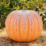 orange pink pumpkin with irregular white polka-dots