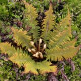 Polystichum speciosissimum