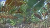 Cycad 2007