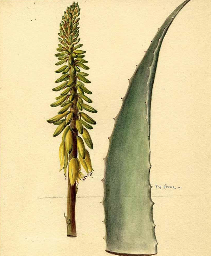 Illustration of Aloe vera