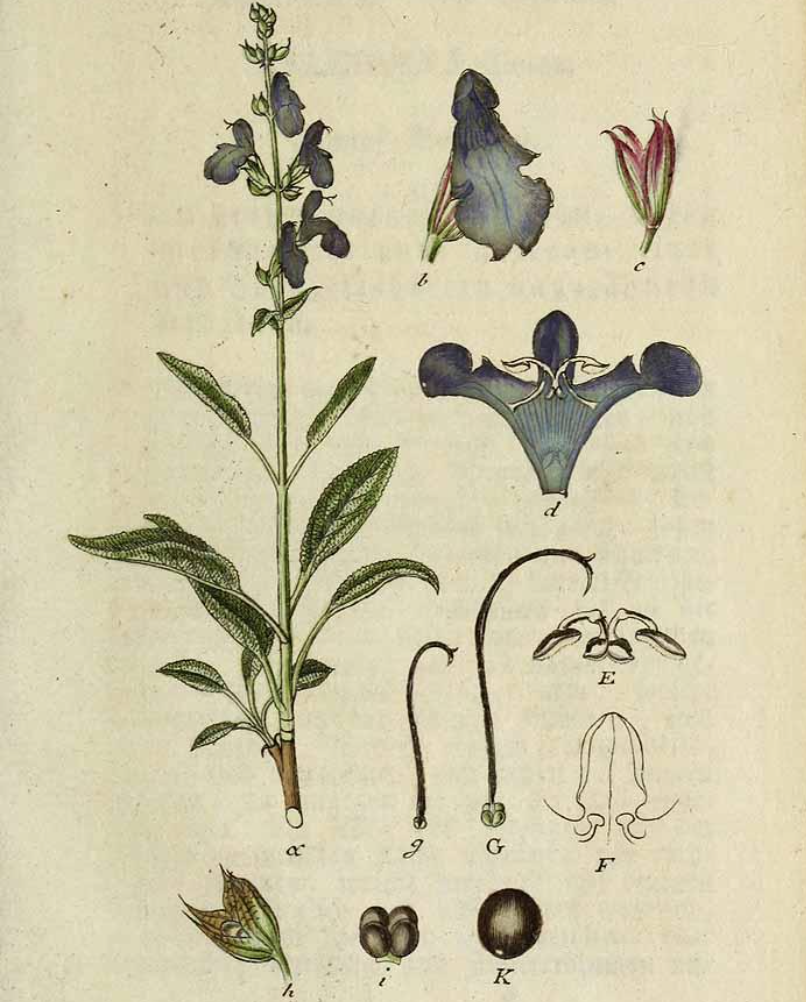 Illustration of Salvia officinalis L.