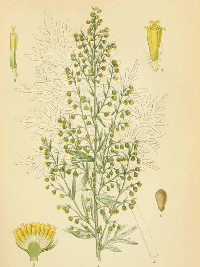 Illustration of Artemisia absinthium L.