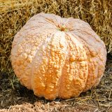 pale orange and white pumpkin with warts all over