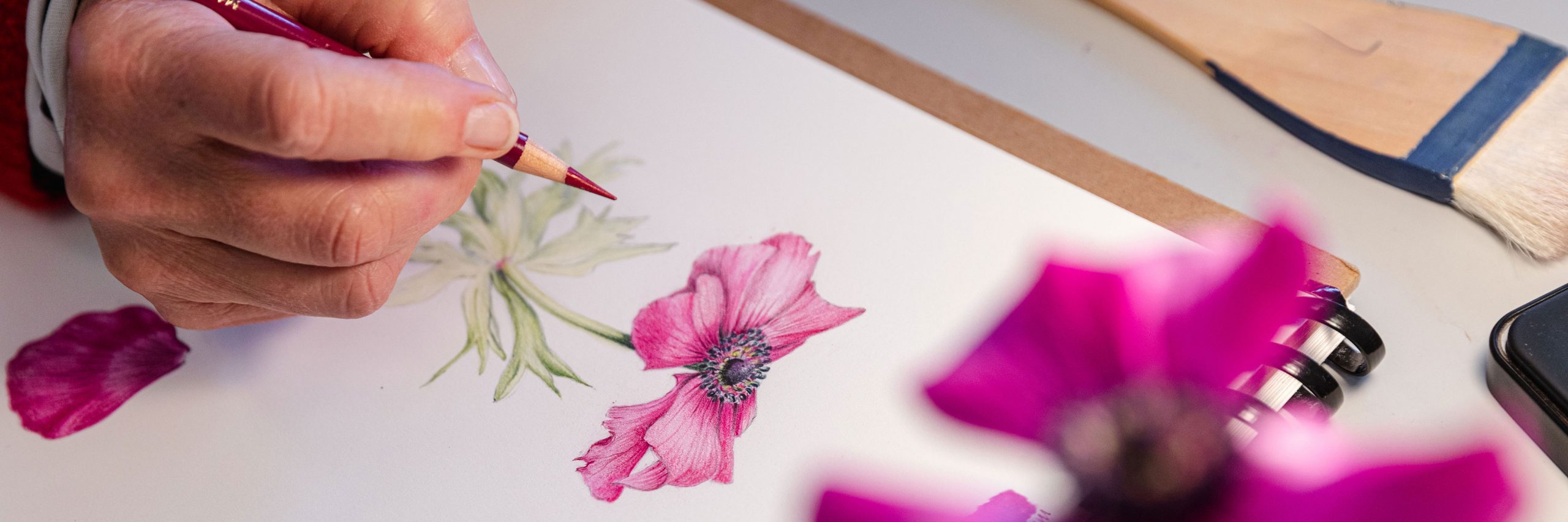 Botanical Art & Illustration Classes New York Botanical Garden