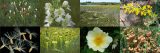 Collage of endangered plants