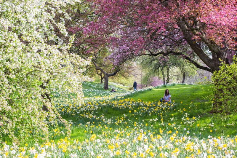 Photo of Daffodil Hill in bloom