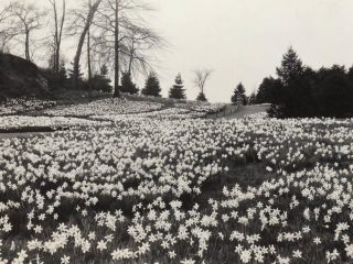 Photo of Daffodil Hill blooming in 1933
