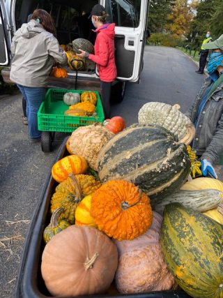 Photo of pumpkins being loaded into the donation van