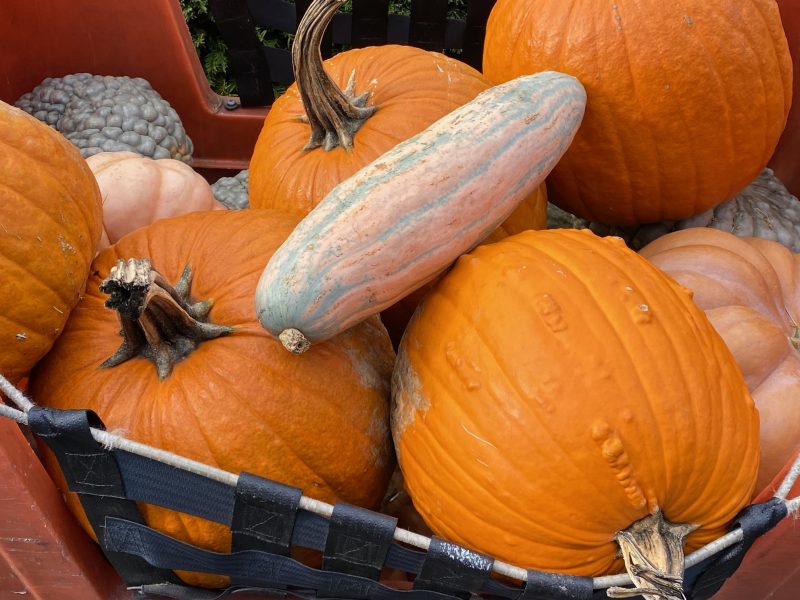 Photo of pumpkins