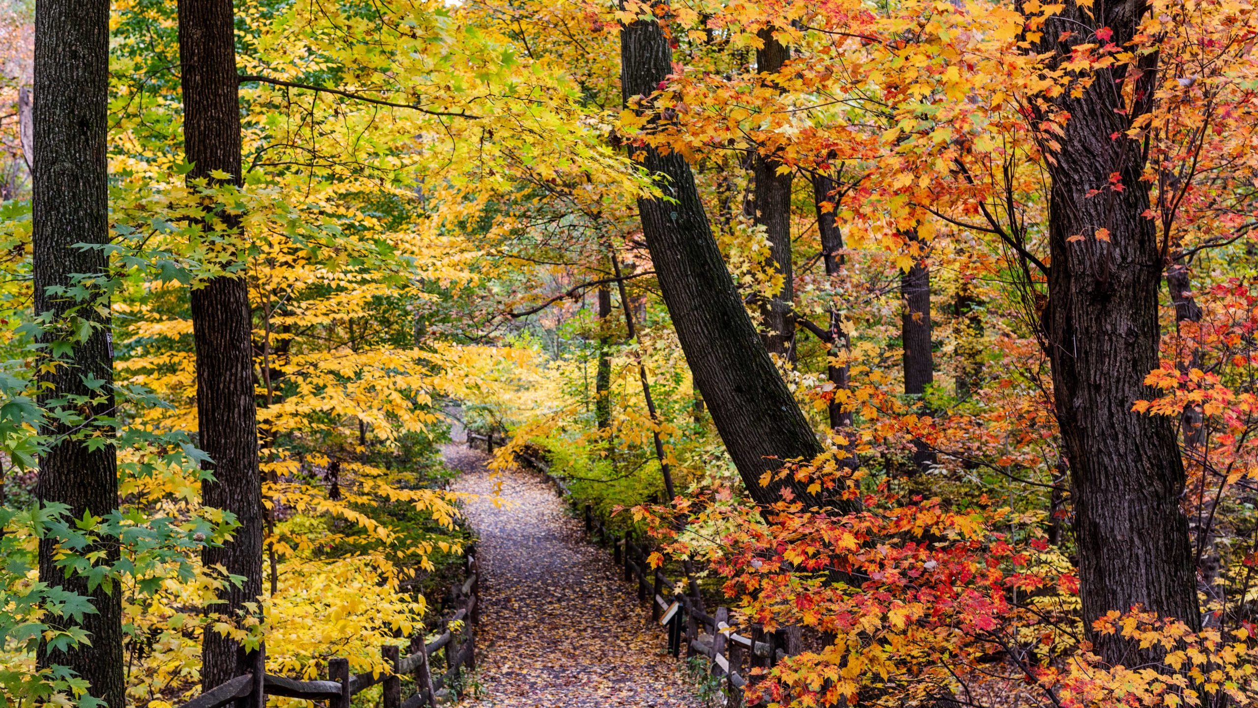 Photo of a forest trail