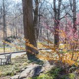 Azalea garden in the winter with a pop of colorful yellow witch hazel