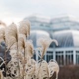 View of the Conservatory with winter grasses in the foreground