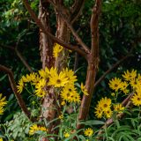 Bright yellow flowers on thing green stems in front of brown thin trees with green bushes in the background